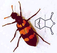 Cantharidin Ölkäfer