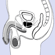 Bulbourethraldrüsen, Harnröhrenzwiebeldrüsen, Cowpersche Drüsen, Cowper-Drüsen