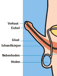 Graphische Darstellung der Eichel am männlichen Penis