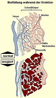 Blutfüllung der Schwellkörper im normalen und im erigierten Zustand des Penis.