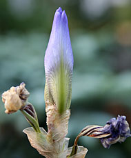 Natürliches Phallussymbol