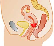 Portio ist der medizinische Fachbegriff für Muttermund